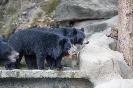 Malayan sun bear, Honey bearの写真素材
