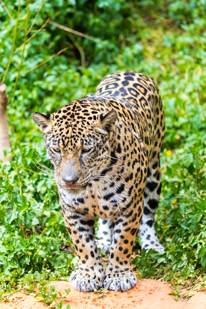 Jaguar wet ride in the woods.の写真素材