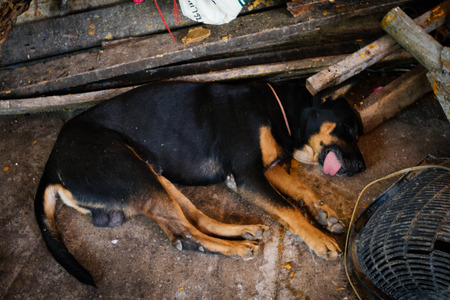 black dog sleepingのeditorial素材