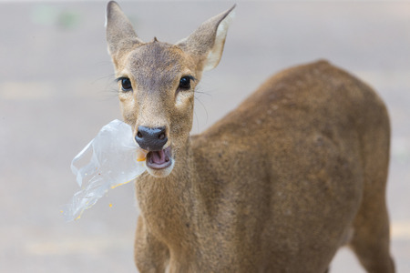 wild animals eating junkの写真素材