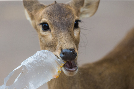 wild animals eating junkの写真素材