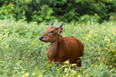 Banteng are hiding in the forest.の写真素材