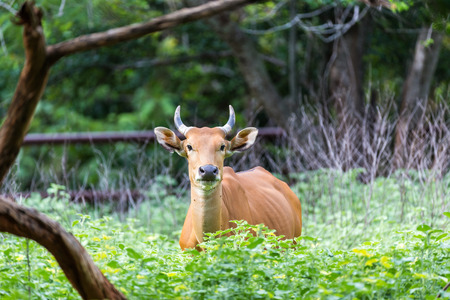 Banteng are hiding in the forest.