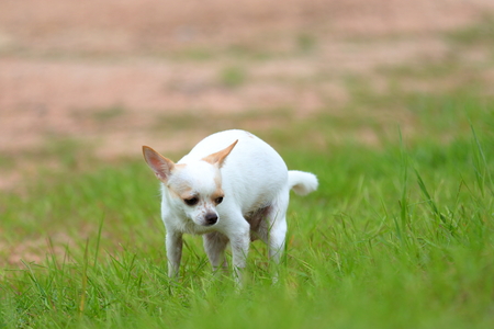 Chihuahua pooping at grass fieldの写真素材