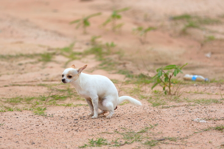 Chihuahua pooping at grass fieldの写真素材