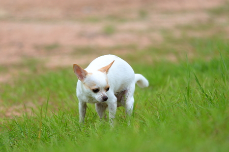 Chihuahua pooping at grass fieldの写真素材