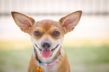 Chihuahua dog smiling,Close-up of chihuahua face with smile.の写真素材