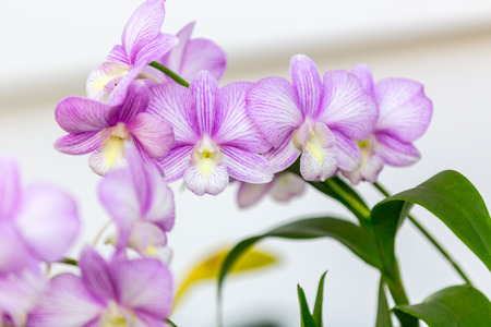 Purple orchidsの写真素材