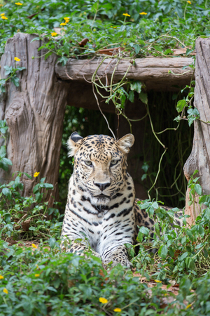 Wild leopard resting in shadow under bushの写真素材