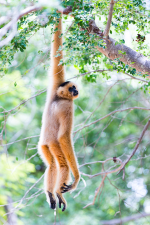White gibbon cute monkey holding and hanging on treeの写真素材