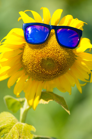 Sunflower wearing glassesの写真素材