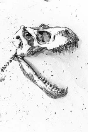 blavk and white dinosaur fossilsの写真素材