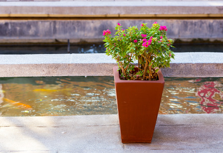 Colorful bougainvillea flowers in flowerpotsの写真素材