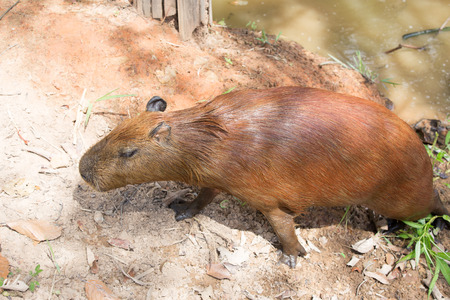 capybara in the water