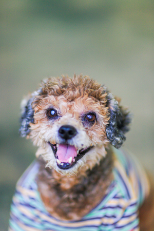 cute poodle puppy in winter clothesの写真素材