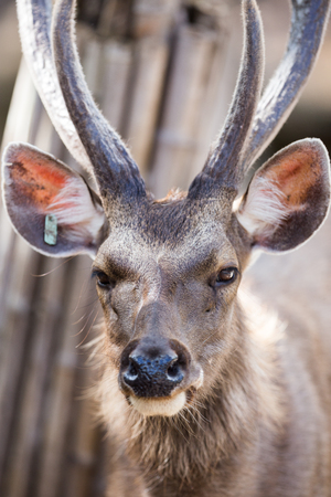 portrait of a young deer in zooの写真素材