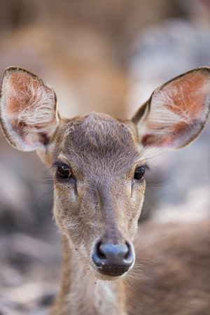 portrait of a young deer in zooの写真素材