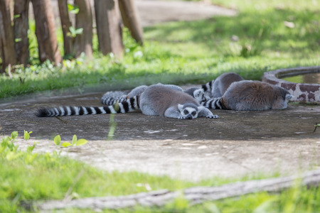 The lemur is sleeping in the daytime.