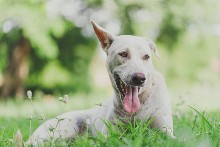 White dog lying on the grass with peace of mind.の写真素材