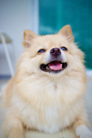 The Pomeranian was sitting there smiling at its master.の写真素材