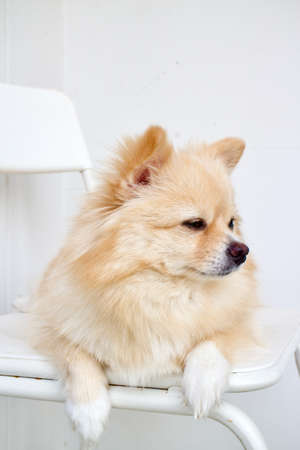 Close-up of a brown pomeranian on a white background.の写真素材