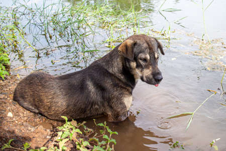 The dog was immersed in the water because of the hot weather.の写真素材