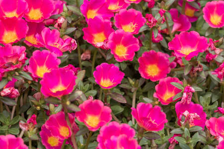 Beautiful red flower, Portulaca oleraceae