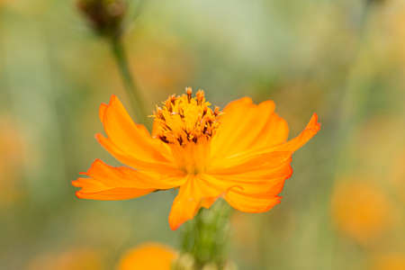 cosmos flowers in the garden