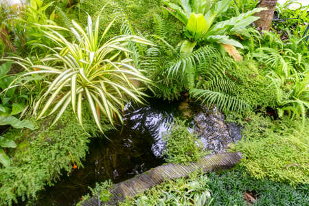 The garden is decorated with different types of green plants.の写真素材