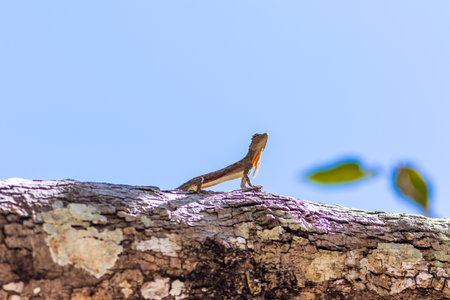 Flying lizard with yellow mane lives in Southeast Asia.の写真素材