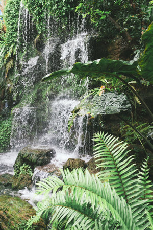 Home garden decorated with ferns and green plants.