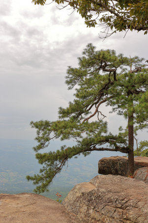 Lom Sak cliff, Phu Kradung National Park, Thailandの写真素材