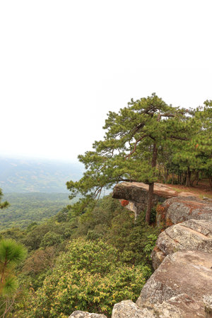 Lom Sak cliff, Phu Kradung National Park, Thailandの写真素材