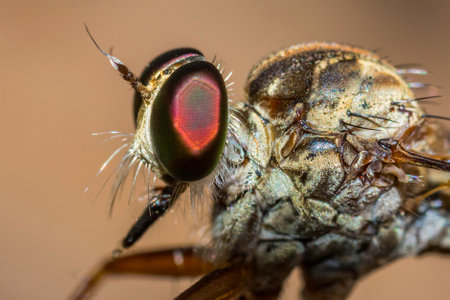 Close up view of a robber fly (Asilidae) in nature.の写真素材