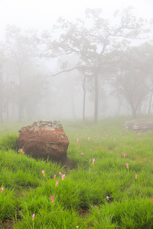 siam tulip flower in the mist at Phu Chi Fa, Thailandの写真素材