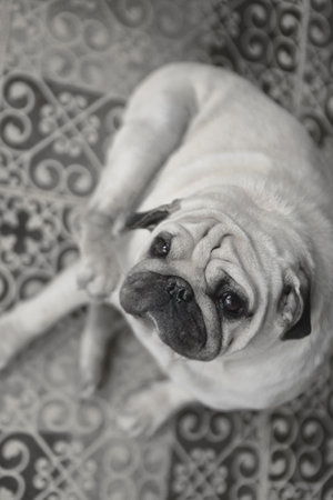 Pug dog sitting on the floor. Black and white photo.の写真素材