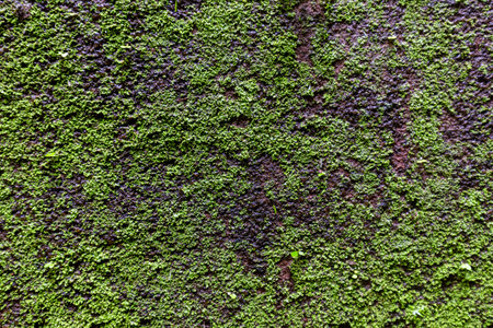 Green moss on the old wall. Abstract background and texture for design.の写真素材