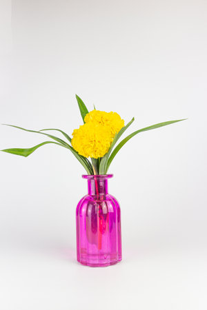 Yellow marigold flower in pink vase isolated on white backgroundの写真素材