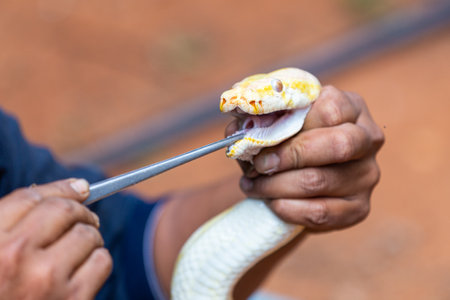 Man feeding a python with frozen miceの写真素材
