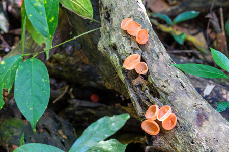 Mushrooms in the rainforest of Doi Inthanon National Park, Thailandの写真素材