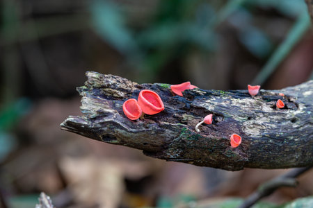 Mushrooms in the rainforest of Doi Inthanon National Park, Thailandの写真素材