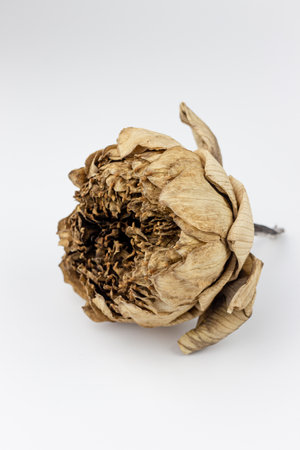 Dried flower on a white background. Dry lotus petals.の写真素材