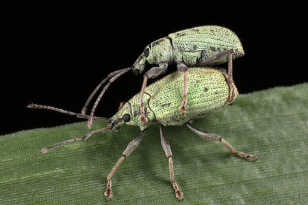 A pair of weevil mating on a green leaf. Black background.の写真素材