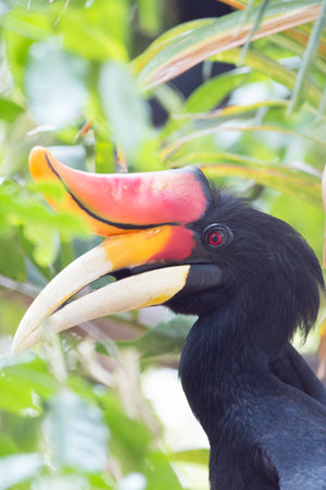 Rhinoceros Hornbill perched on a branch.の写真素材