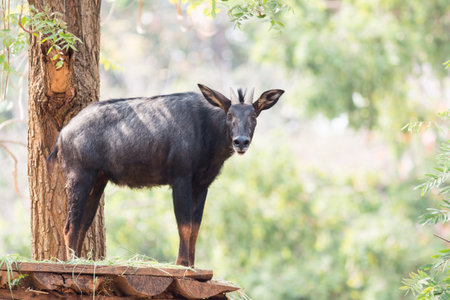 chamois on the hillの写真素材