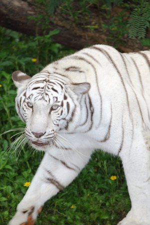 White tiger on the green grass in the zoo, closeup of photoの写真素材