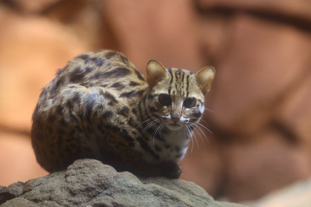 A leopard cub sits on a rock in a zoo enclosure.の写真素材