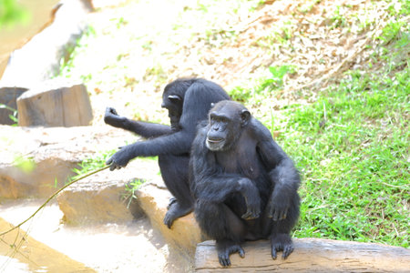 Chimpanzee in the zoo, closeup of photo.の写真素材