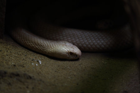 Close-up of a cobra snake in a dark room.の写真素材