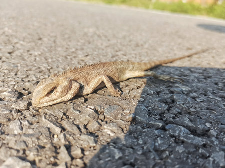 Lizard sunbathing on the road. Close-up.の写真素材
